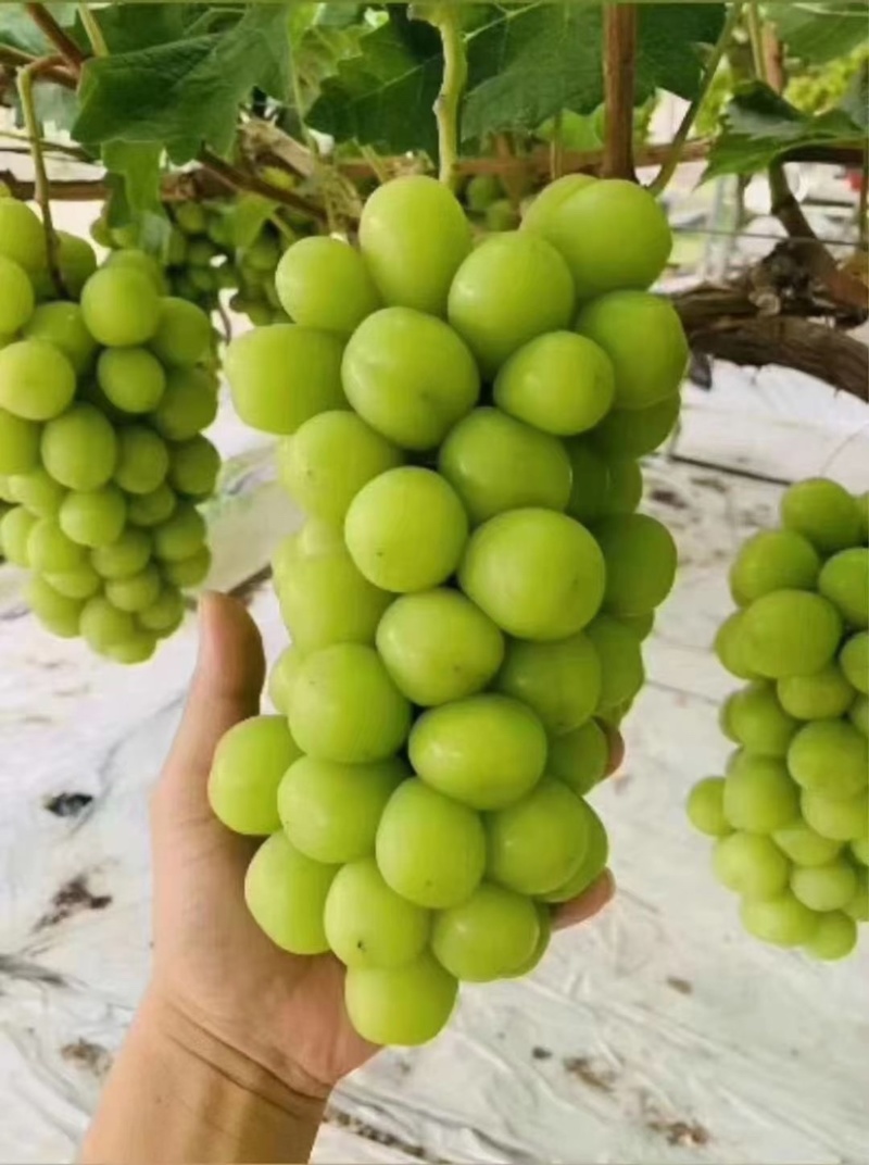沂源县大颗粒脆甜阳光玫瑰