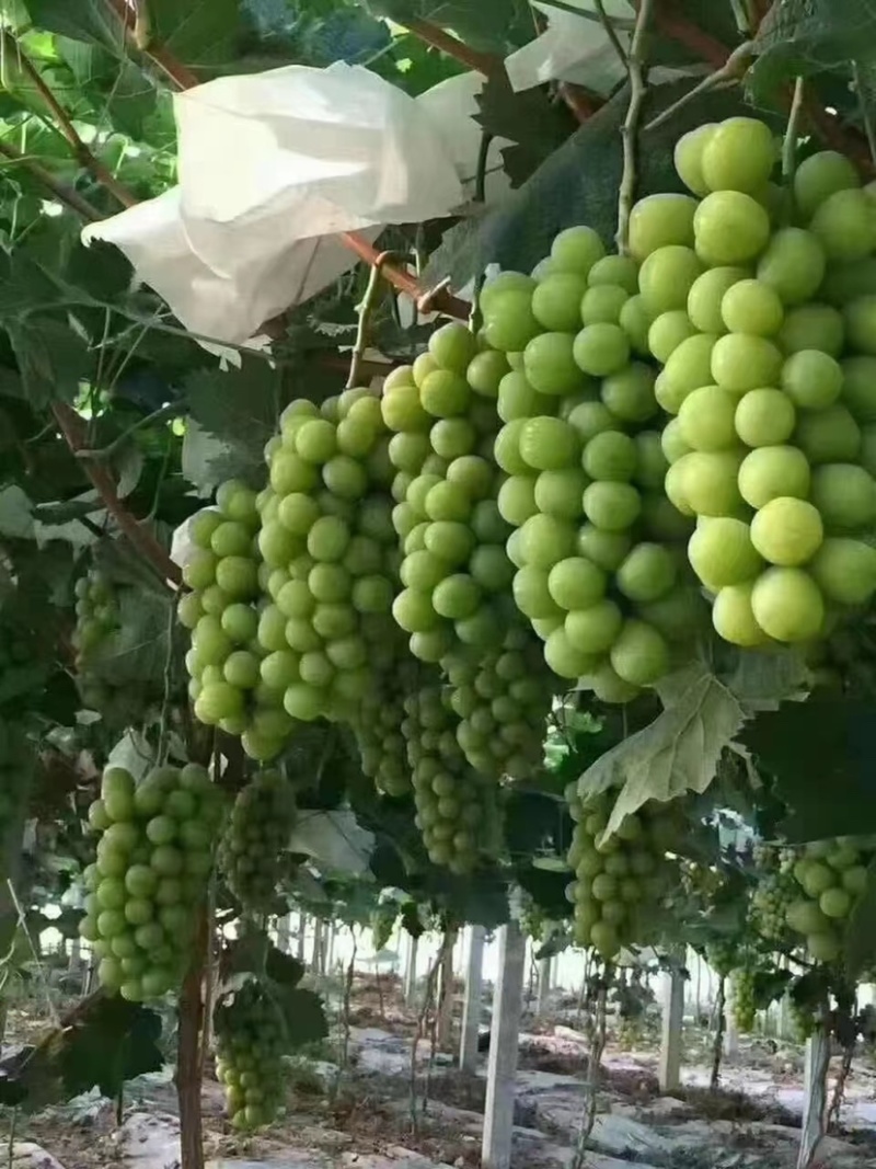 沂源县大颗粒脆甜阳光玫瑰
