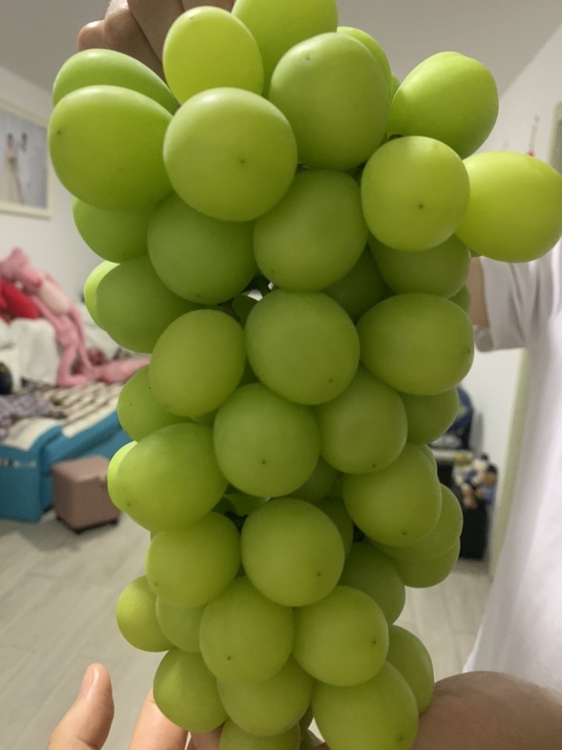 沂源县大颗粒脆甜阳光玫瑰