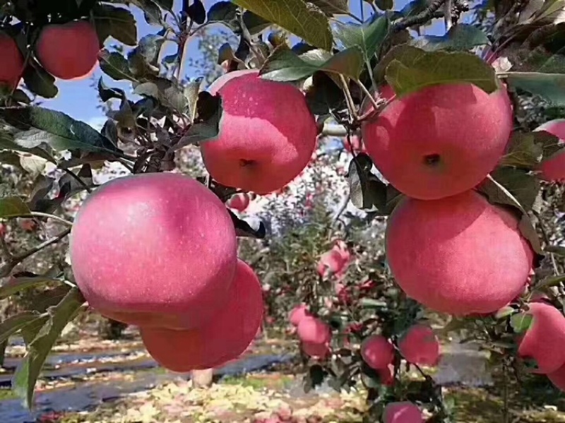 洛川苹果