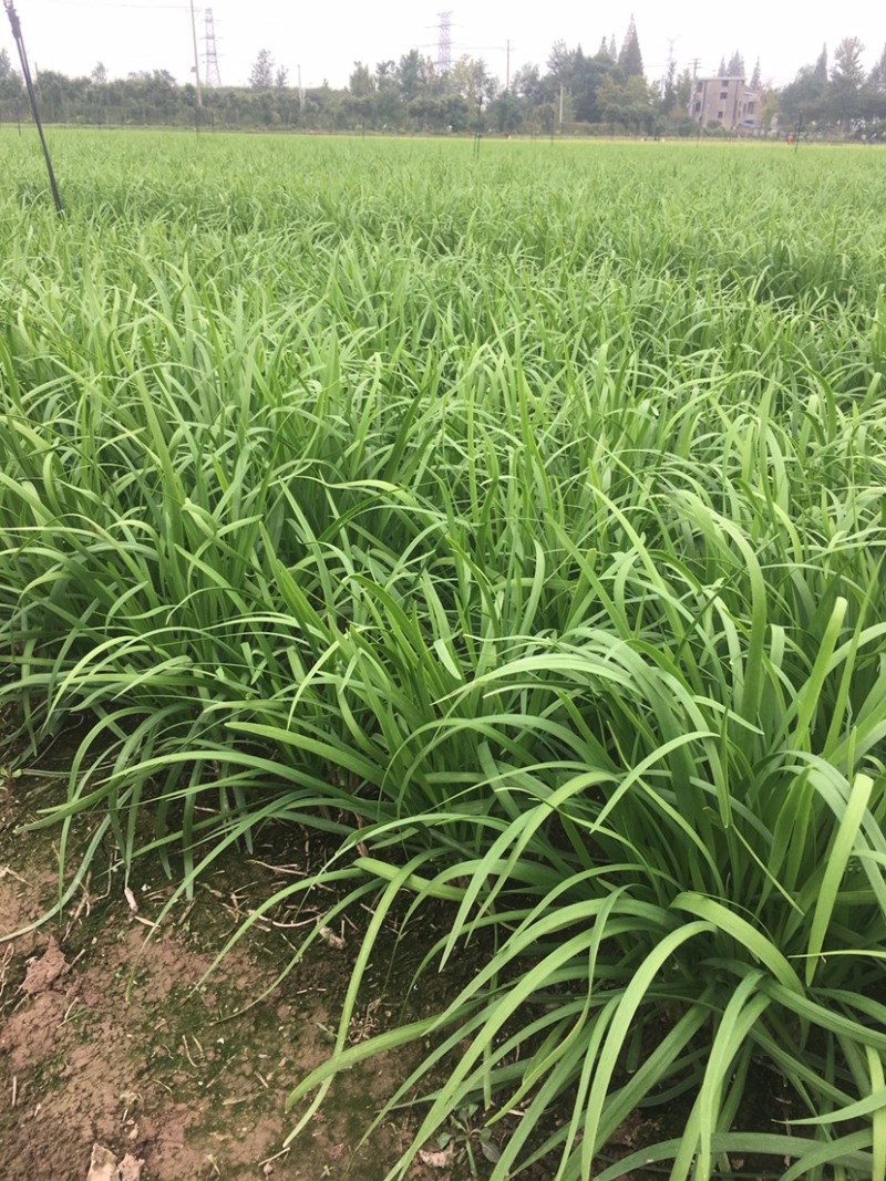 大叶韭菜！量大从优！现割现发！千亩基地直供！