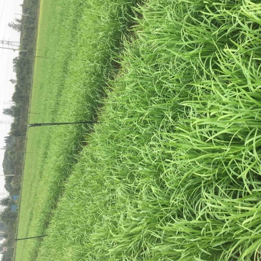 大叶韭菜！量大从优！现割现发！千亩基地直供！
