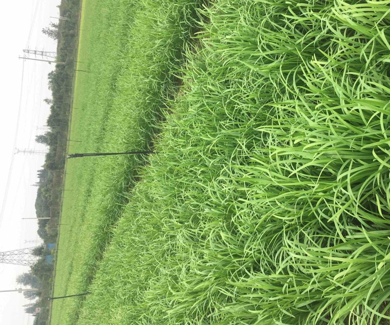 大叶韭菜！量大从优！现割现发！千亩基地直供！
