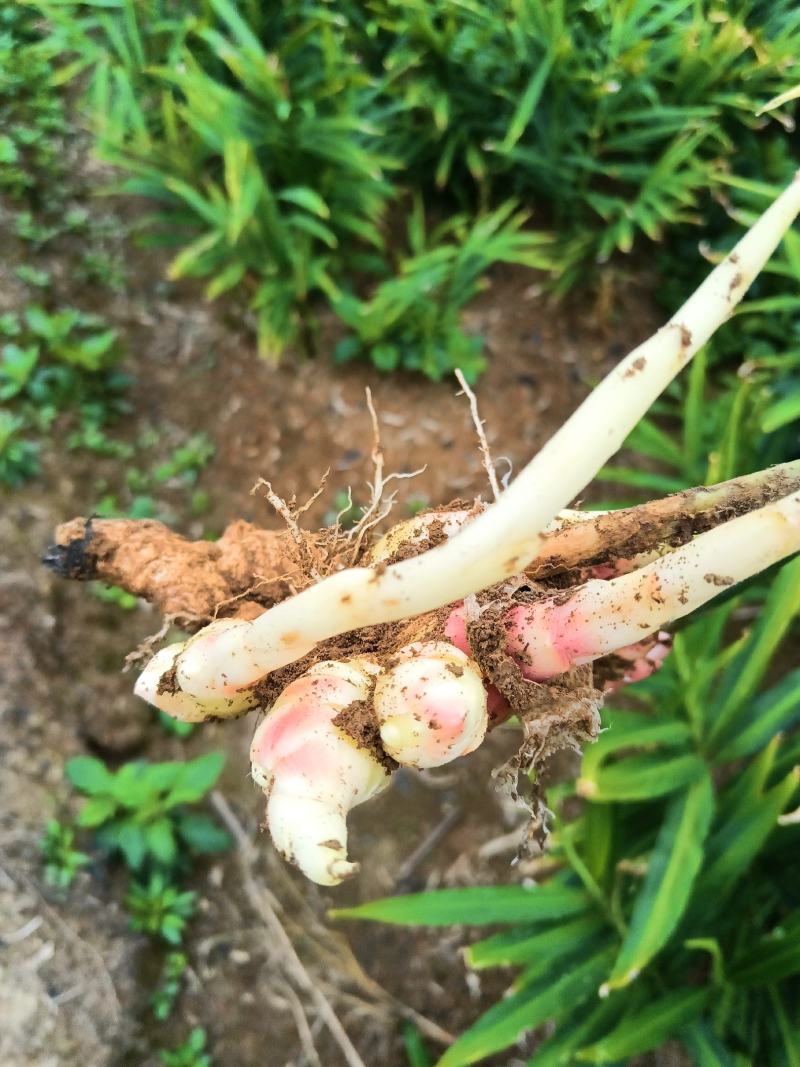 贵州高山小黄姜二黄姜库存姜