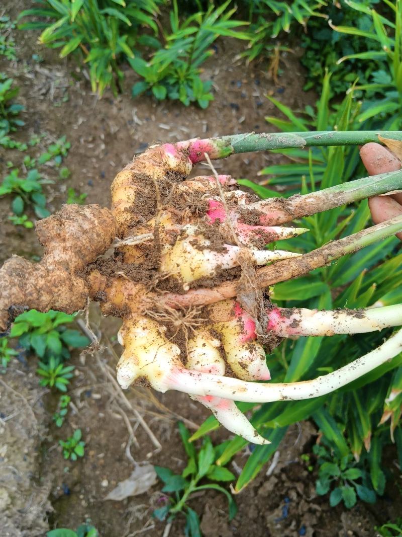 贵州高山小黄姜二黄姜库存姜