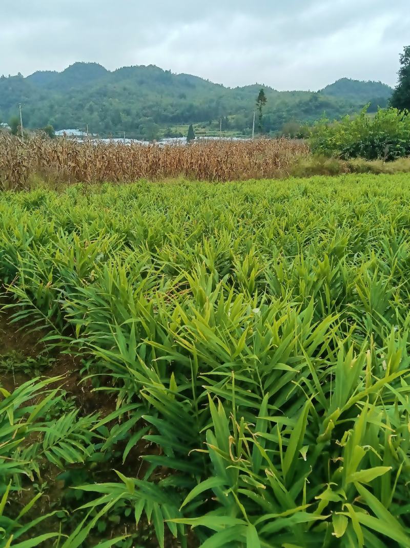 贵州高山小黄姜二黄姜库存姜