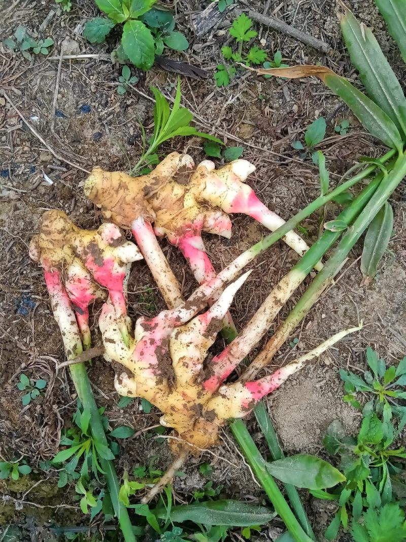 贵州高山小黄姜二黄姜库存姜