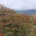高原小米椒