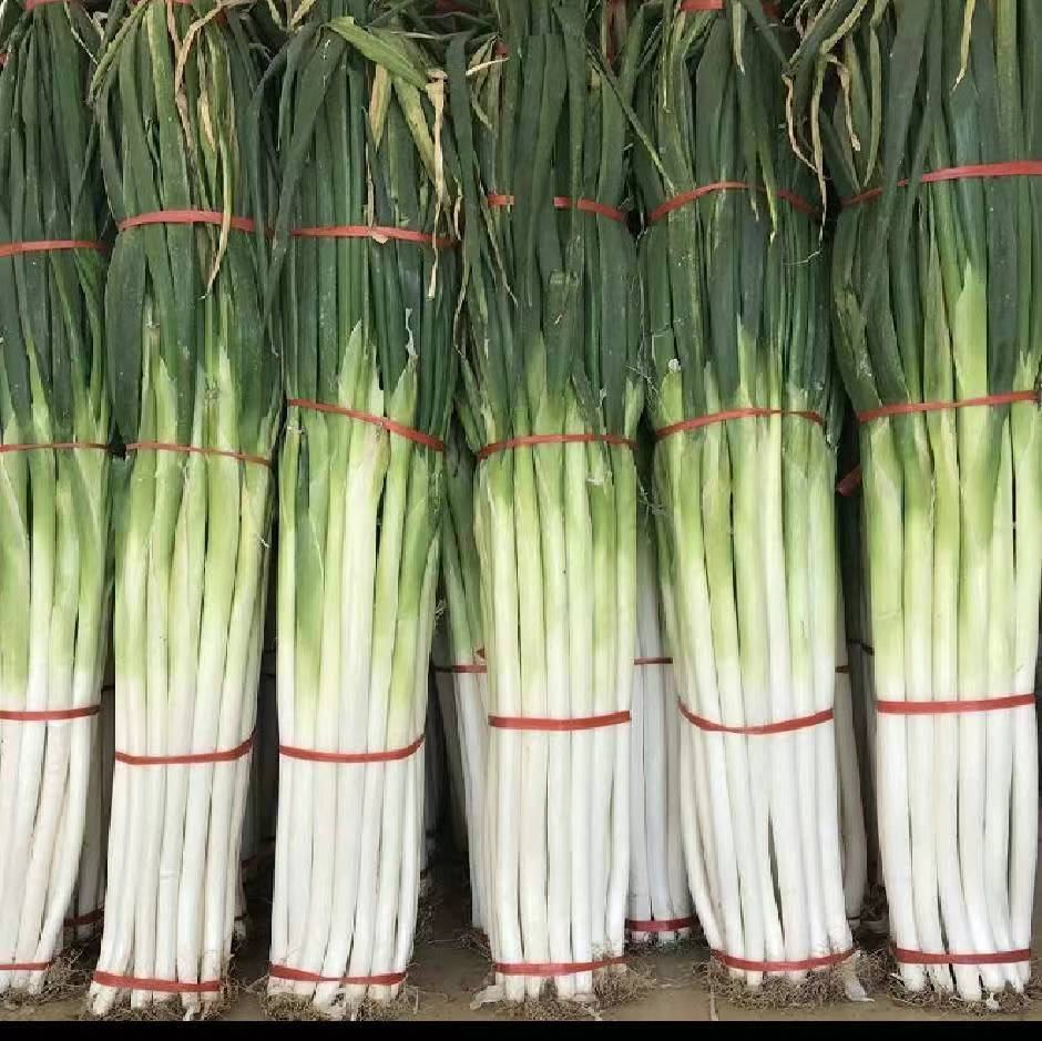 超市生鲜区货架上整齐码放的铁杆大葱,葱身笔直,葱叶鲜绿,根部修剪干净,用蓝色橡皮筋捆扎成束,旁边标有价格标签,展示其商品化包装状态 超市货架上的新鲜铁杆大葱捆扎摆放