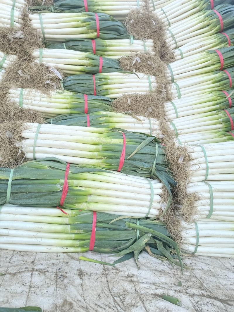 净葱加工质量好价格合适欢迎各位客商光临选购