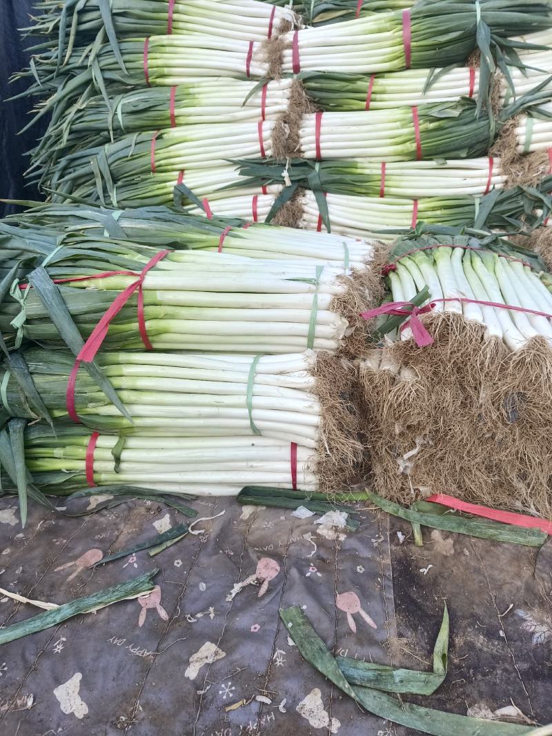 净葱加工质量好价格合适欢迎各位客商光临选购