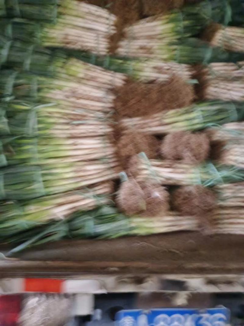 当地毛葱大量上市，质优价廉欢迎各位客商光临选购