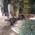 当地毛葱大量上市，质优价廉欢迎各位客商光临选购