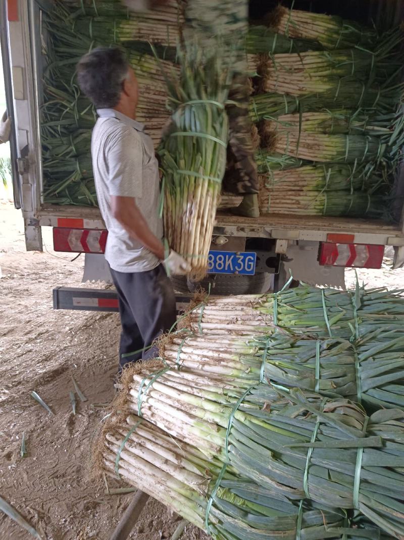当地毛葱大量上市，质优价廉欢迎各位客商光临选购