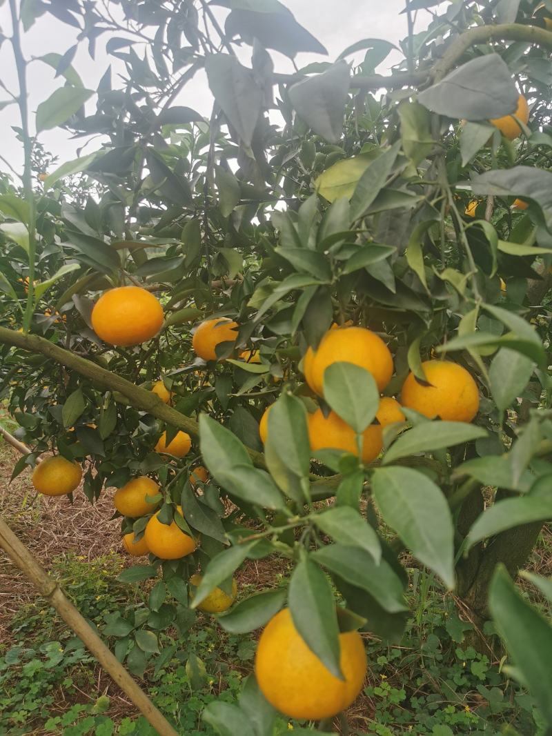 爱媛38号果冻橙红美人