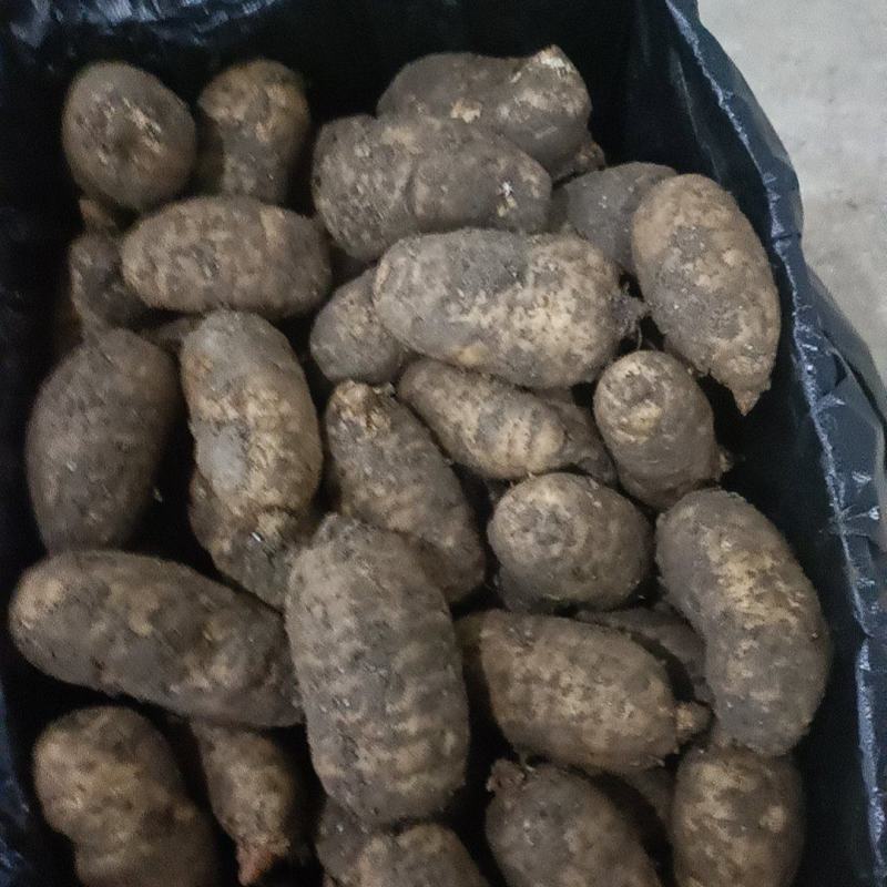 精品鲜天麻，批发零售都可以，欢迎新老客户订购