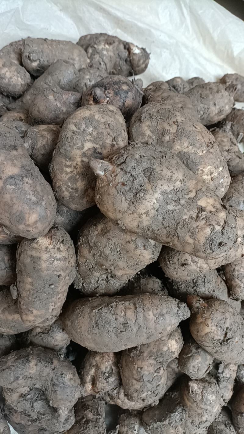 精品鲜天麻，批发零售都可以，欢迎新老客户订购