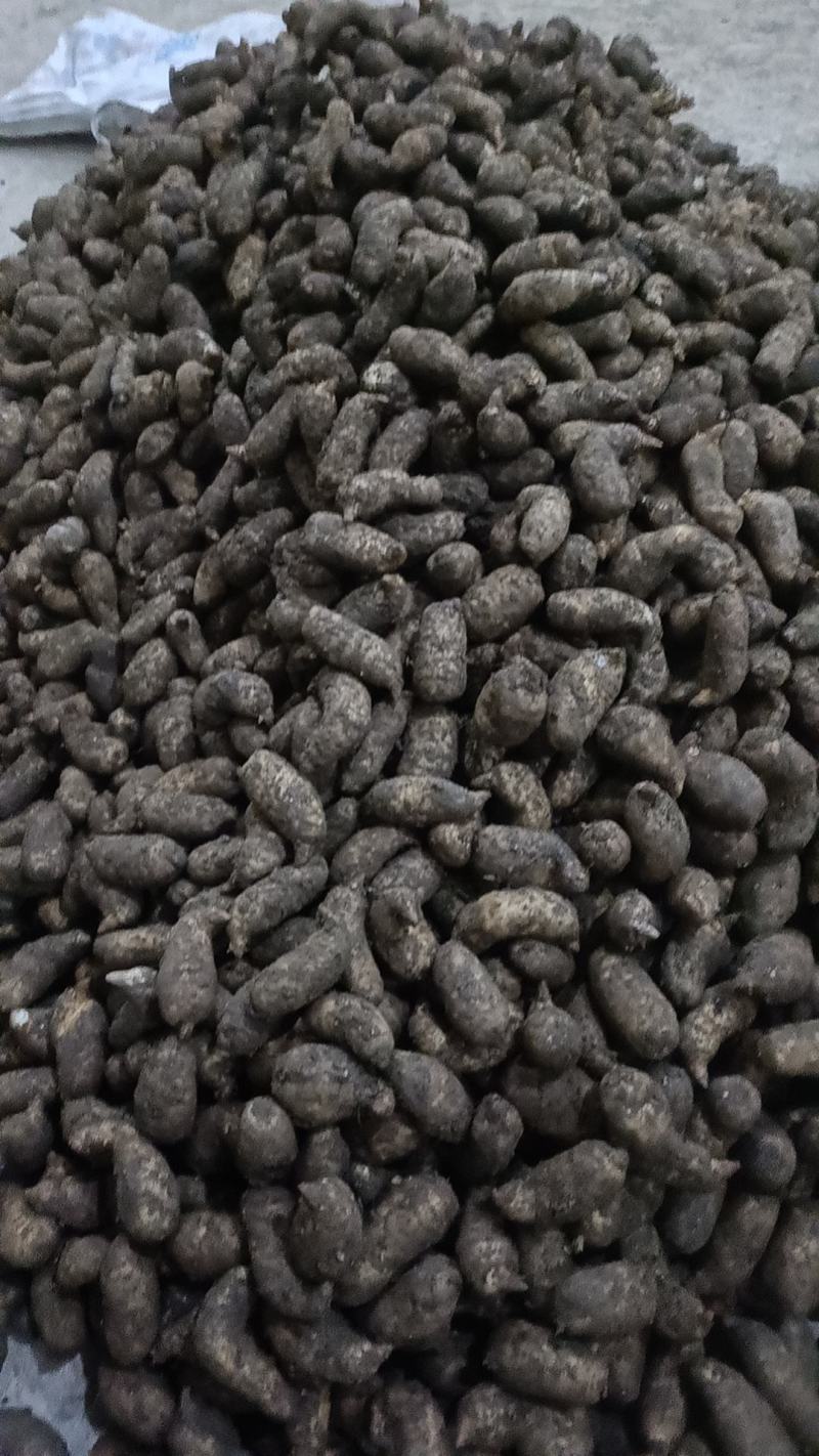 精品鲜天麻，批发零售都可以，欢迎新老客户订购