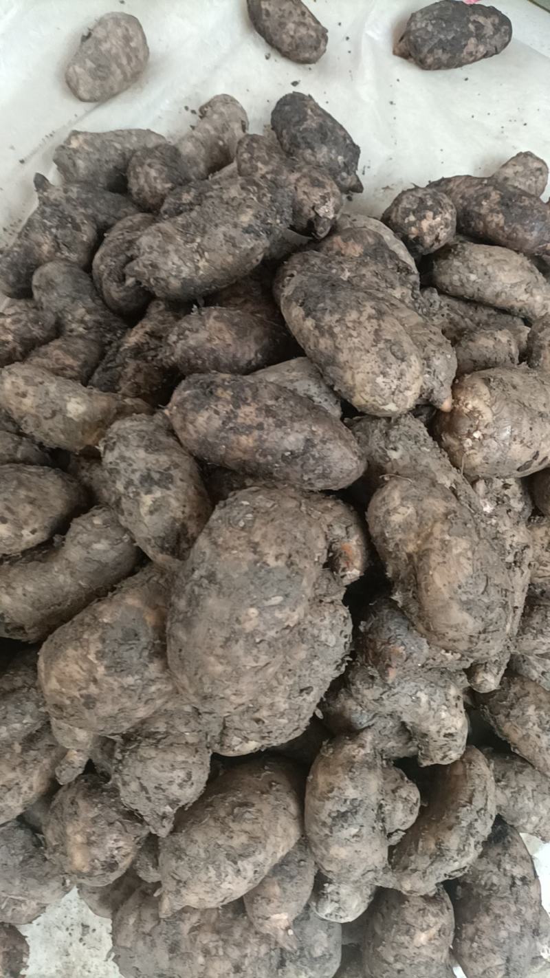精品鲜天麻，批发零售都可以，欢迎新老客户订购