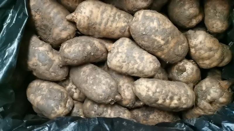 精品鲜天麻，批发零售都可以，欢迎新老客户订购