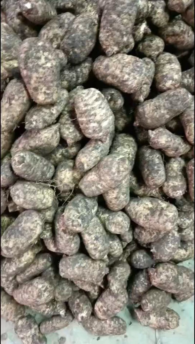 精品鲜天麻，批发零售都可以，欢迎新老客户订购