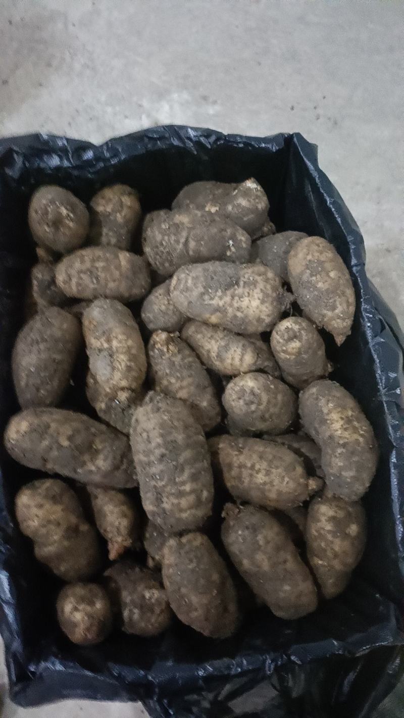 精品鲜天麻，批发零售都可以，欢迎新老客户订购