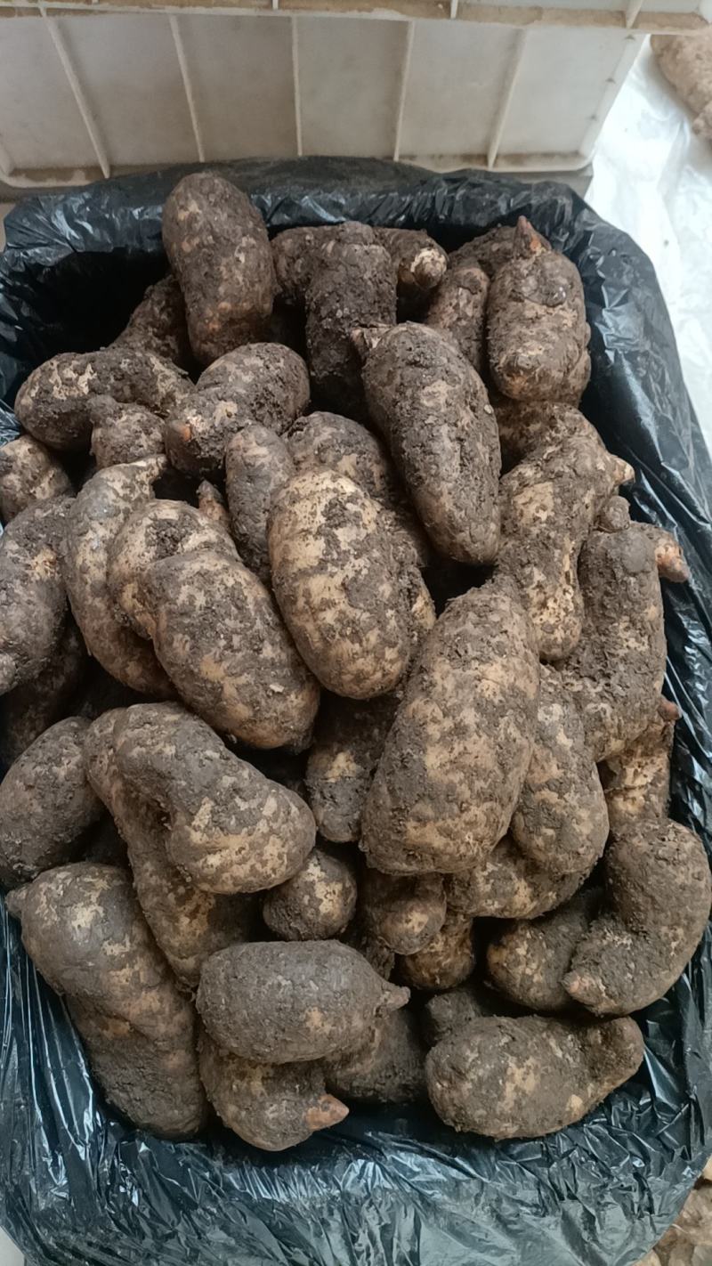 精品鲜天麻，批发零售都可以，欢迎新老客户订购