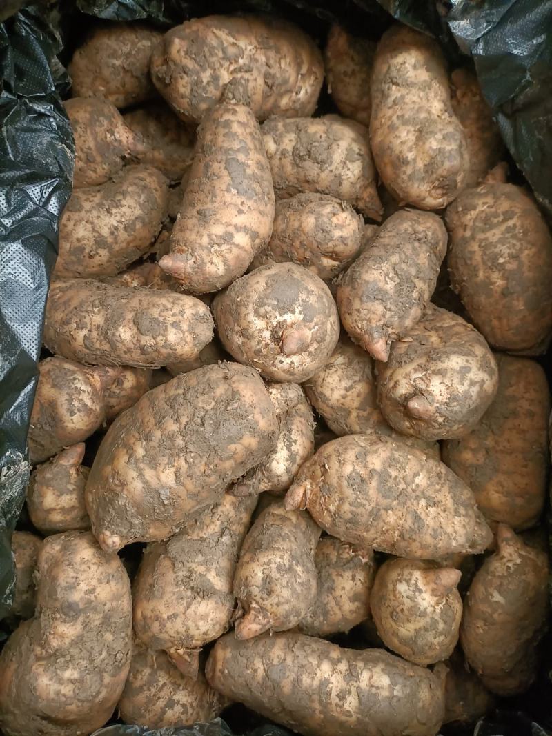 精品鲜天麻，批发零售都可以，欢迎新老客户订购