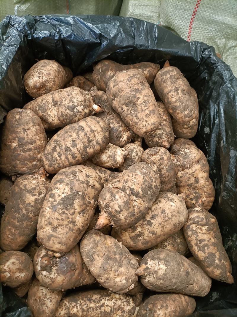 精品鲜天麻，批发零售都可以，欢迎新老客户订购