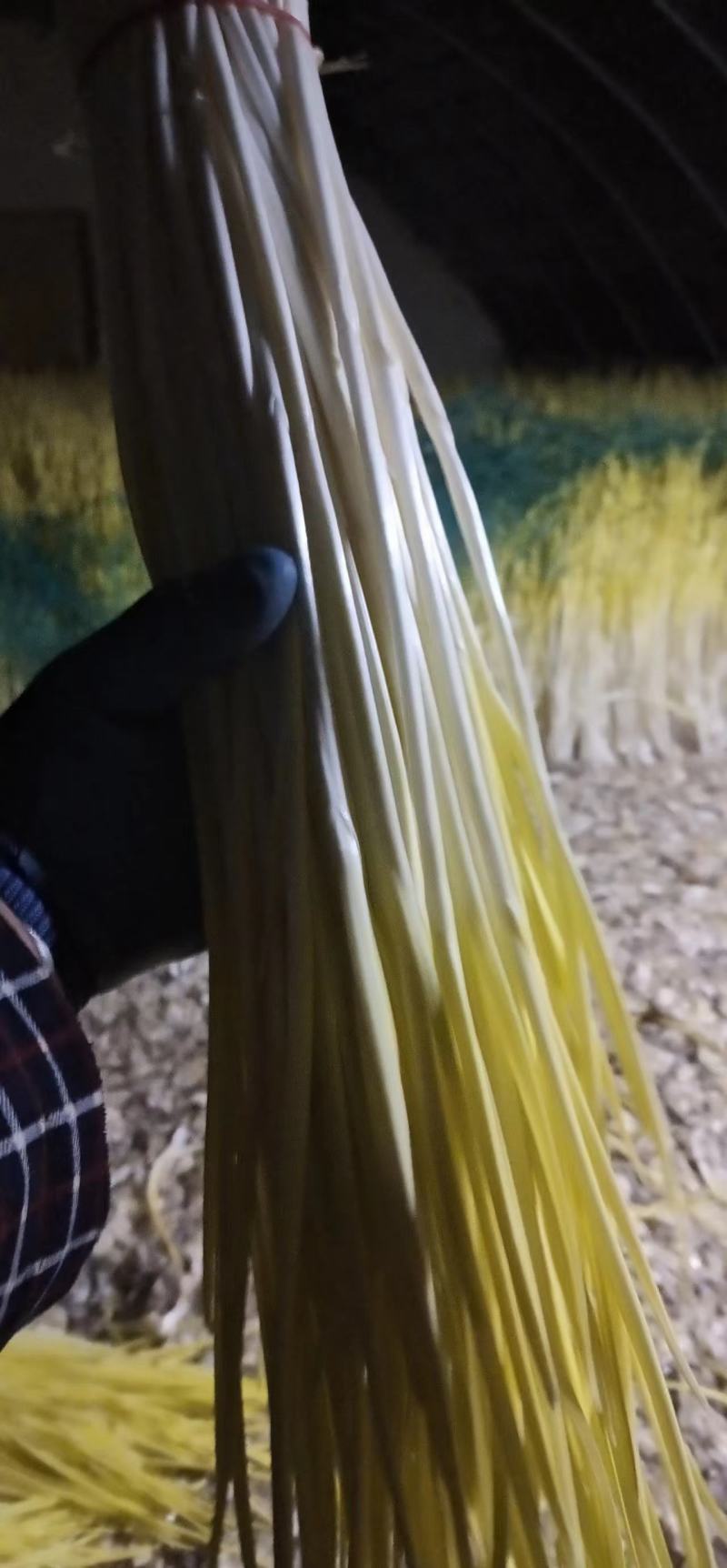 精品蒜黄