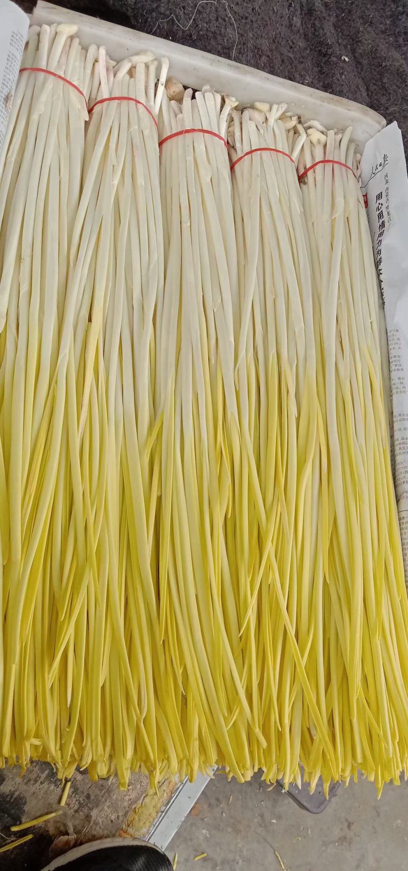 精品蒜黄