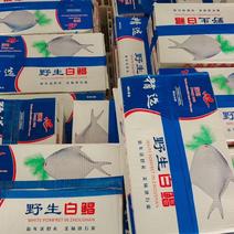 鲳鱼银鲳鱼平鱼板冻单件4斤装今年新鱼