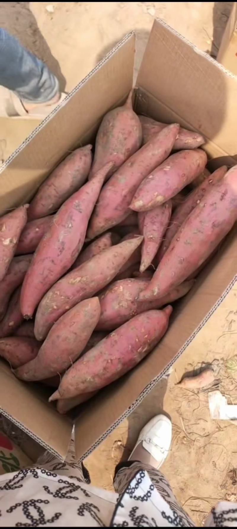 西瓜红红薯按需包装软糯香甜自产自销货源充足价格合理