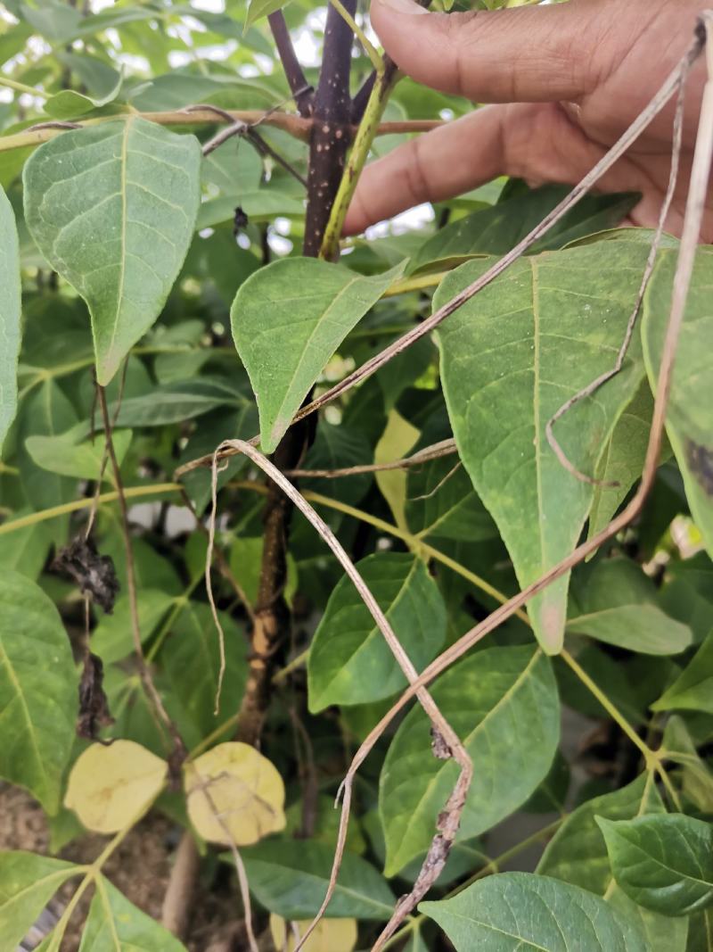 吴茱萸苗江西中花吴茱萸苗茶辣臭辣子苗扦插苗根生苗