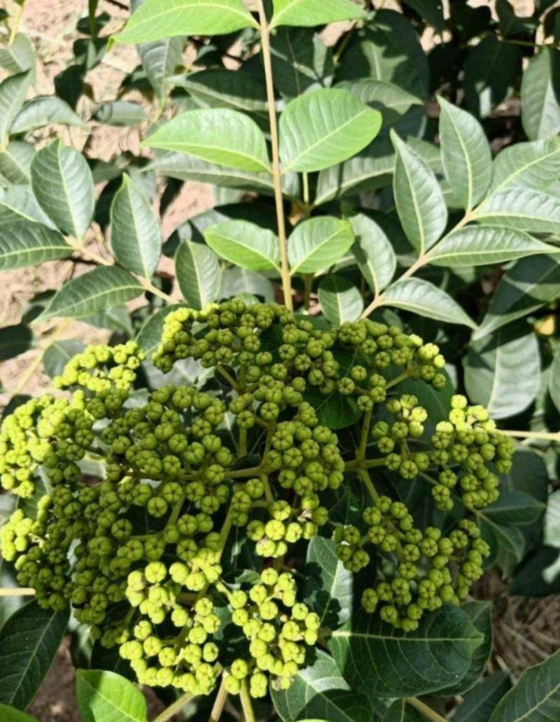 吴茱萸苗江西中花吴茱萸苗茶辣臭辣子苗扦插苗根生苗