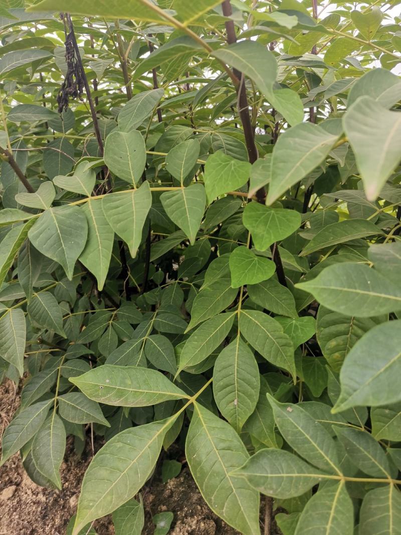 吴茱萸苗江西中花吴茱萸苗茶辣臭辣子苗扦插苗根生苗
