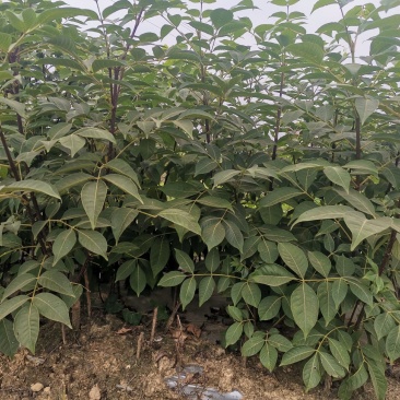 吴茱萸苗江西中花吴茱萸苗茶辣臭辣子苗扦插苗根生苗