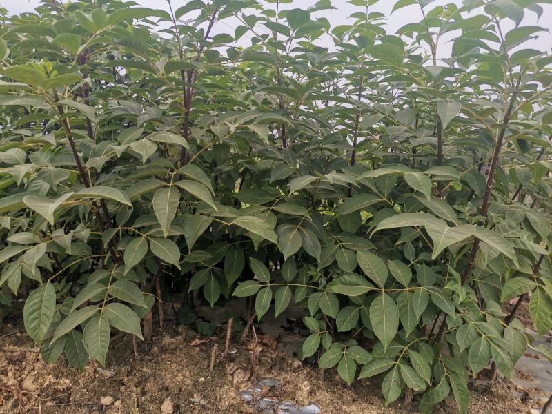 吴茱萸苗江西中花吴茱萸苗茶辣臭辣子苗扦插苗根生苗