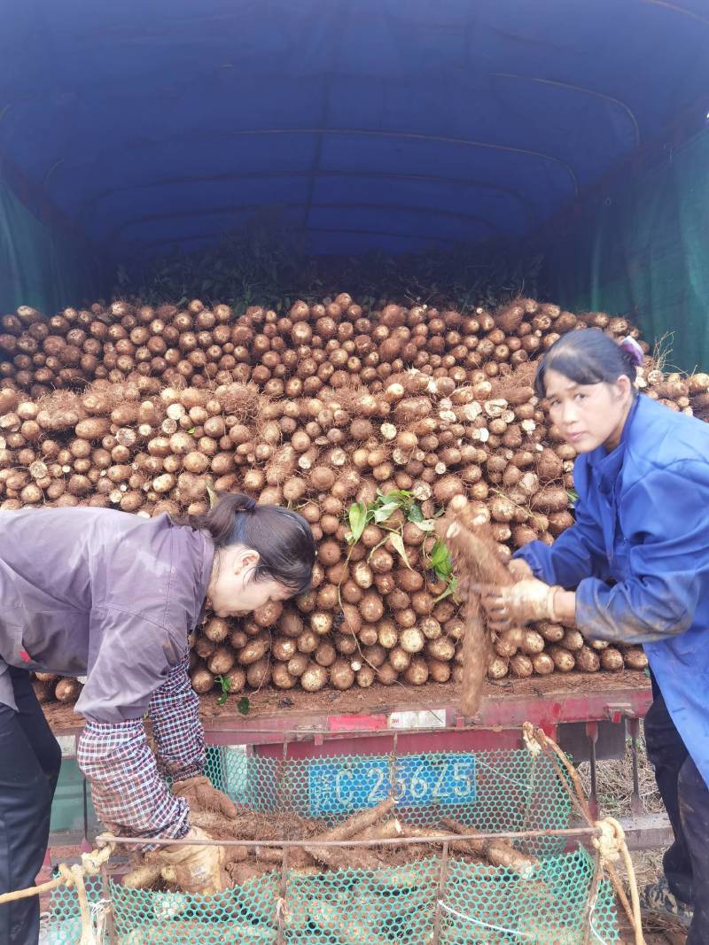 山药，淮山药，白鬼，黑鬼，滚地龙，产地批发价，全国发货。