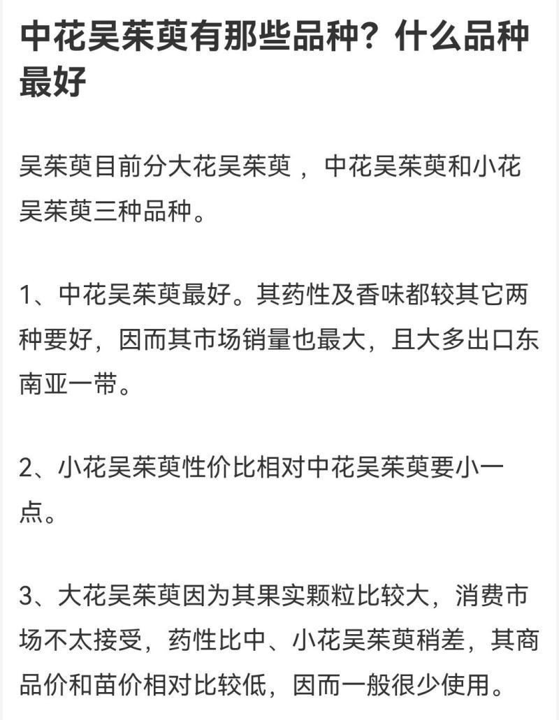 吴茱萸苗江西中花吴茱萸苗茶辣臭辣子苗扦插苗根生苗