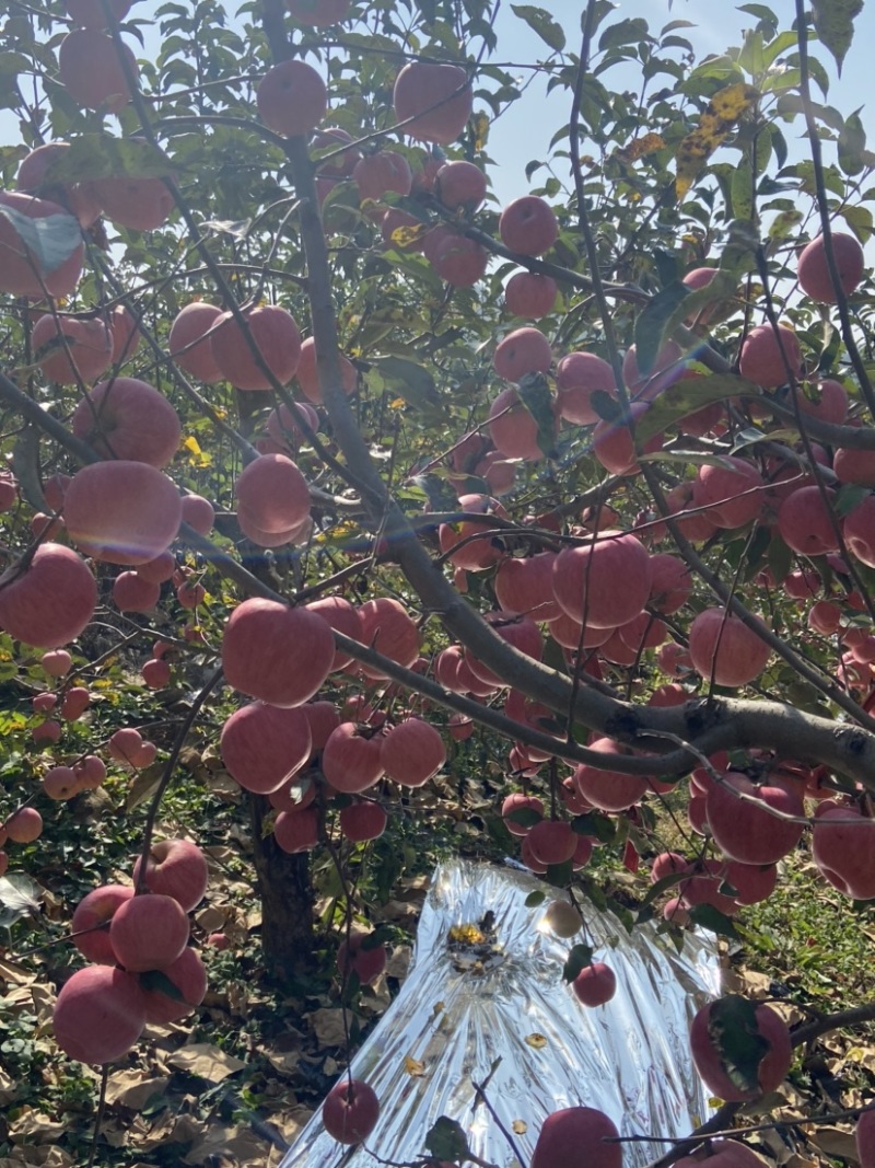 寒富苹果大量上市，寒富士苹果，辽阳寒富，
