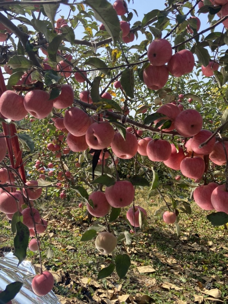 寒富苹果大量上市，寒富士苹果，辽阳寒富，