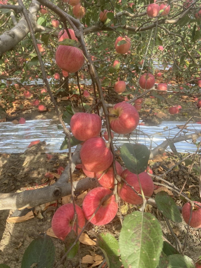 寒富苹果大量上市，寒富士苹果，辽阳寒富，