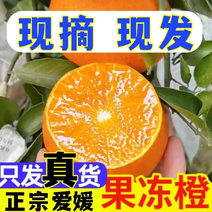 四川精品爱媛38果冻橙大量上市诚信经营一手货源欢迎采购