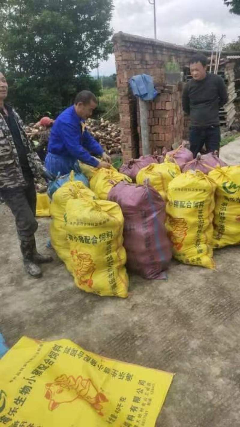 芋头，荔浦芋头，槟榔芋，广西芋头，产地批发价，全国发货
