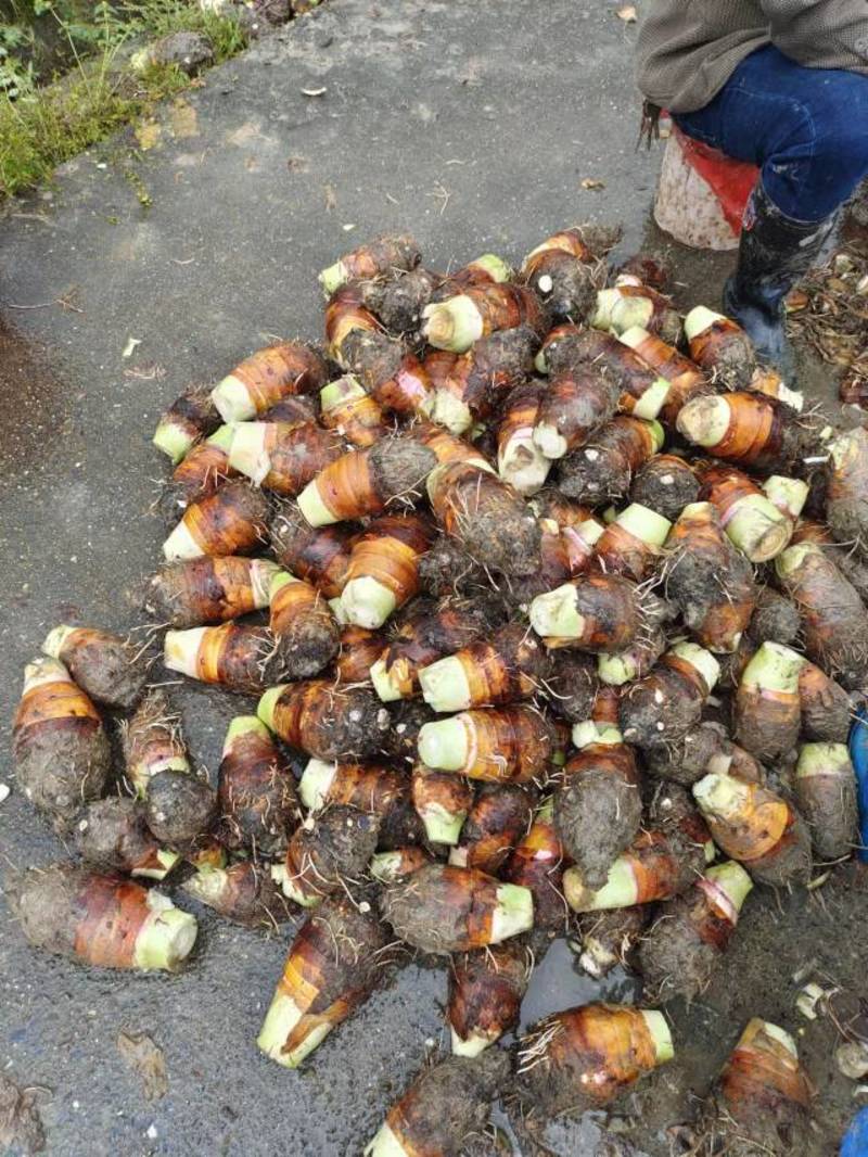 芋头，荔浦香芋，槟榔芋，大量有货，产地批发价，全国发货