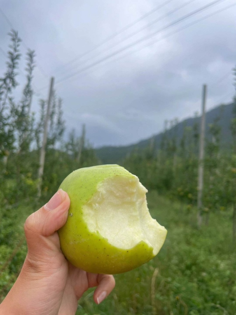 王林苹果