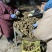 洋姜