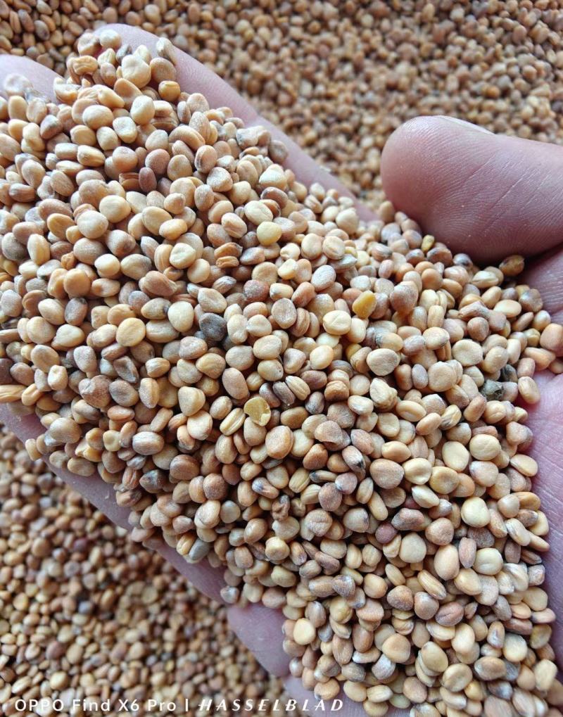果园绿肥专用肥田萝卜种子满园花萝卜种籽绿肥南北方种植