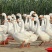 放养大鹅